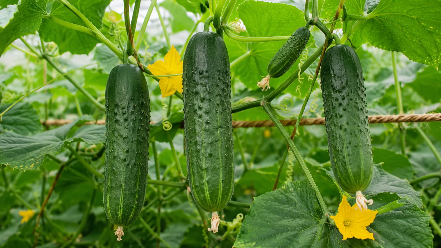 Cucumber (Kheera)